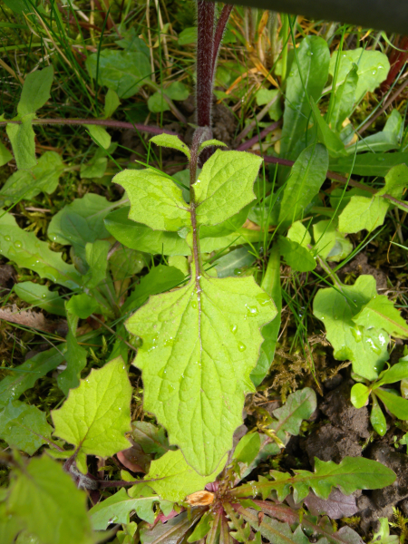 Pflanzenbild gross Rainkohl - Lapsana communis