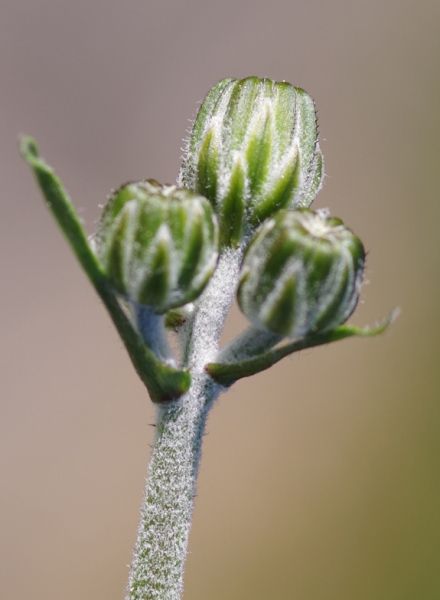 Pflanzenbild gross Löwenzahnblättriger Blasen-Pippau - Crepis vesicaria subsp. taraxacifolia