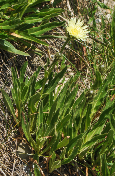 Pflanzenbild gross Weissliches Habichtskraut - Hieracium intybaceum