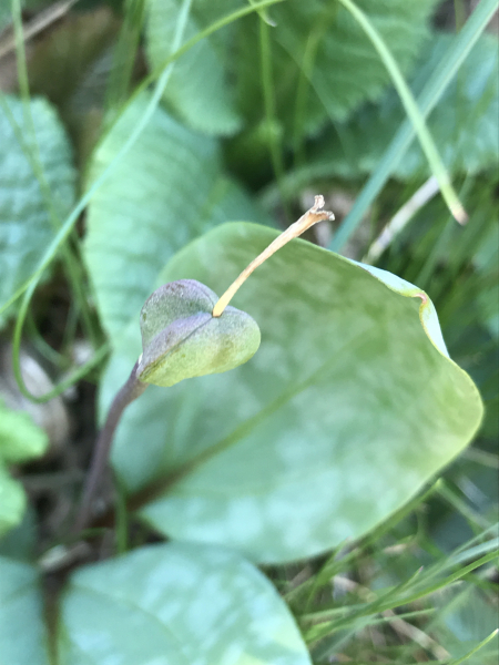 Pflanzenbild gross Hundszahnlilie - Erythronium dens-canis
