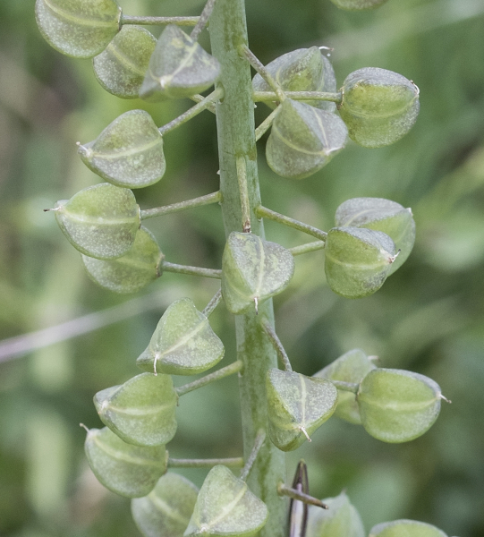 Pflanzenbild gross Schopfige Traubenhyazinthe - Muscari comosum