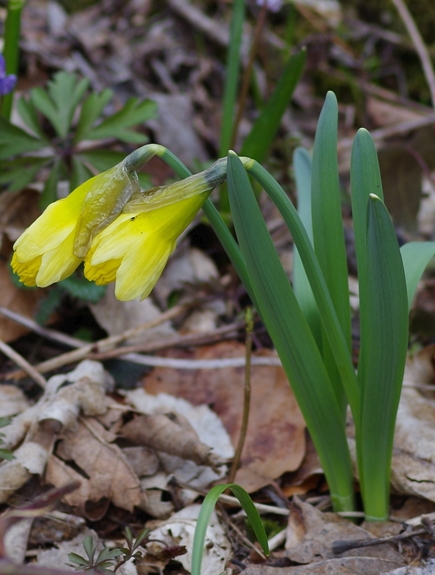 Pflanzenbild gross Osterglocke - Narcissus pseudonarcissus