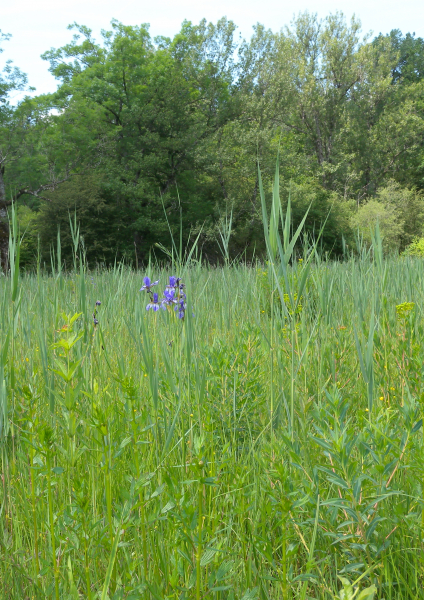 Pflanzenbild gross Sibirische Schwertlilie - Iris sibirica