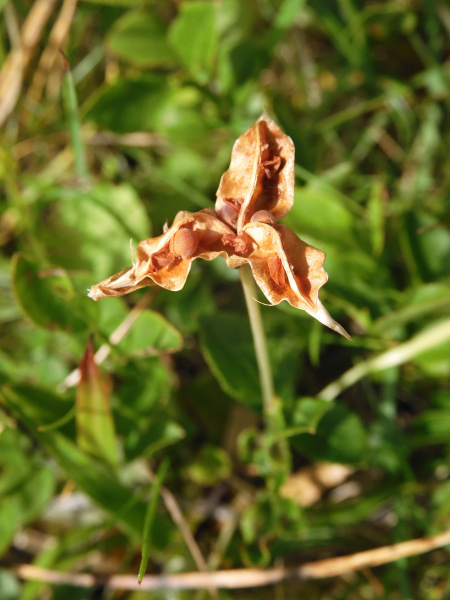 Pflanzenbild gross Frühlings-Krokus - Crocus albiflorus