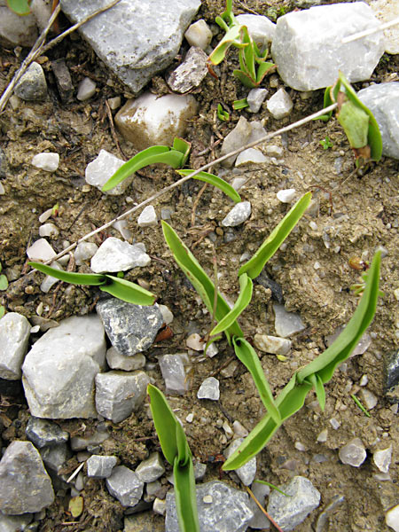 Pflanzenbild gross Einorchis - Herminium monorchis