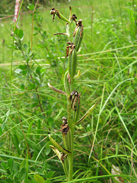 Pflanzenbild gross Bienen-Ragwurz - Ophrys apifera