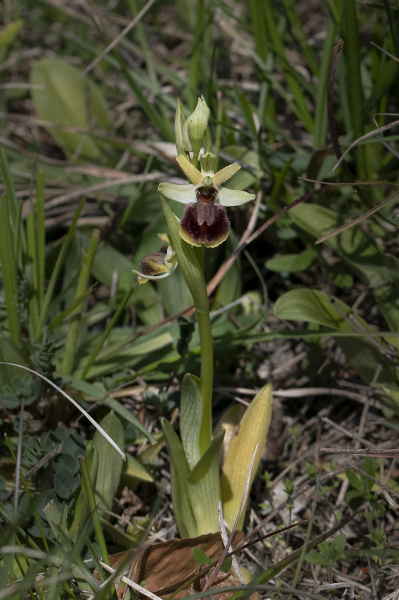 Pflanzenbild gross Gewöhnliche Spinnen-Ragwurz - Ophrys sphegodes