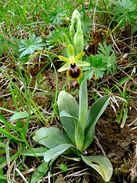 Pflanzenbild gross Kleine Spinnen-Ragwurz - Ophrys araneola