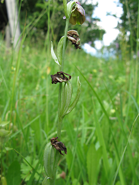 Pflanzenbild gross Gewöhnliche Hummel-Ragwurz - Ophrys holosericea subsp. holosericea