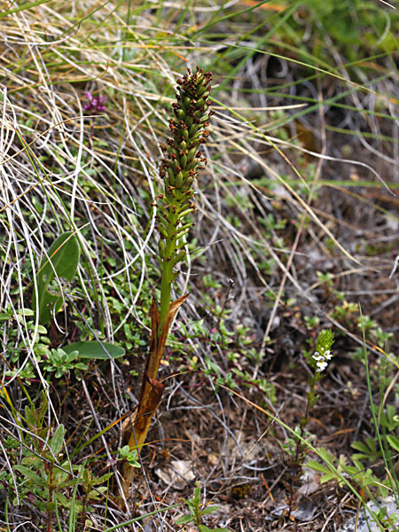 Pflanzenbild gross Schwärzliches Knabenkraut - Orchis ustulata