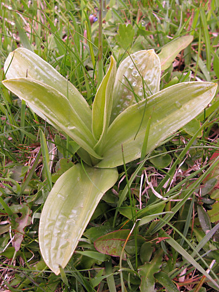 Pflanzenbild gross Blasses Knabenkraut - Orchis pallens