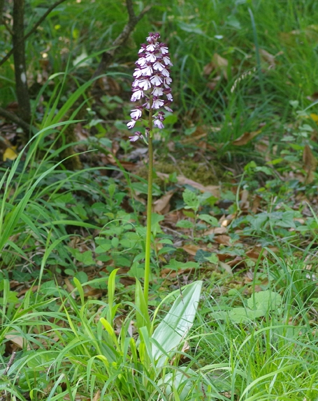 Pflanzenbild gross Purpur-Knabenkraut - Orchis purpurea