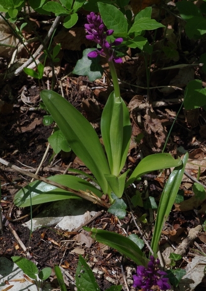 Pflanzenbild gross Männliches Knabenkraut - Orchis mascula