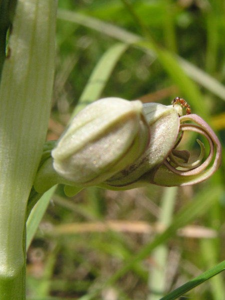 Pflanzenbild gross Bocks-Riemenzunge - Himantoglossum hircinum