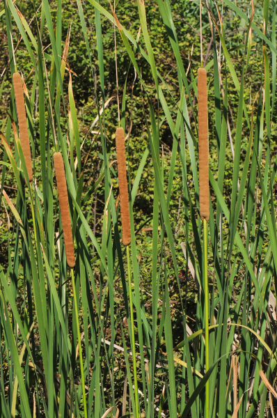 Pflanzenbild gross Schmalblättriger Rohrkolben - Typha angustifolia