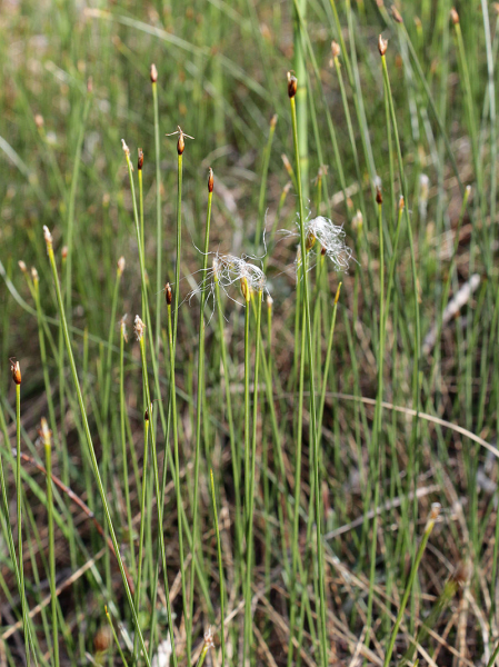 Pflanzenbild gross Alpen-Haarbinse - Trichophorum alpinum
