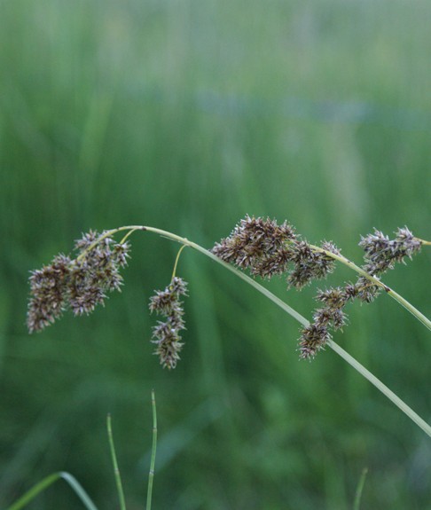 Pflanzenbild gross Rispen-Segge - Carex paniculata