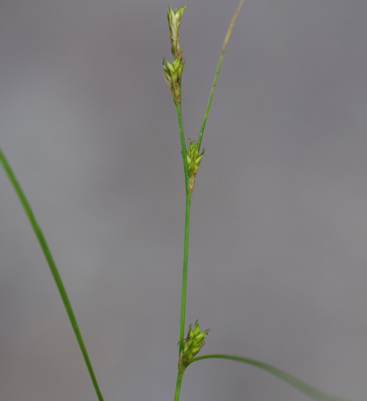 Pflanzenbild gross Lockerährige Segge - Carex remota