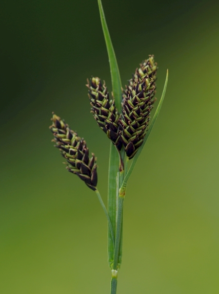 Pflanzenbild gross Trauer-Segge - Carex atrata