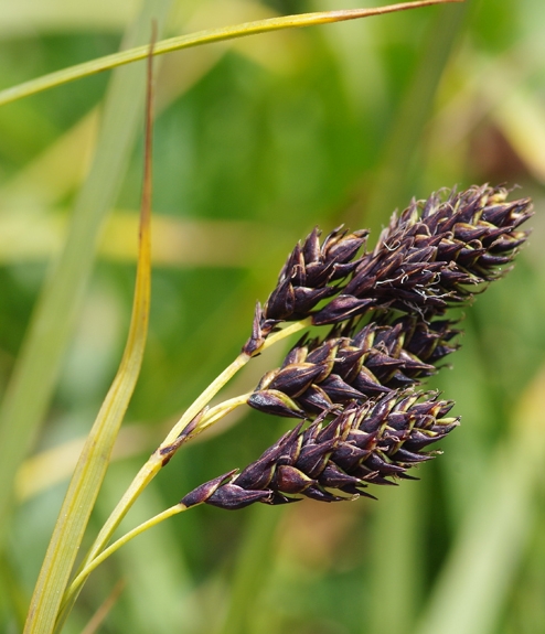 Pflanzenbild gross Trauer-Segge - Carex atrata