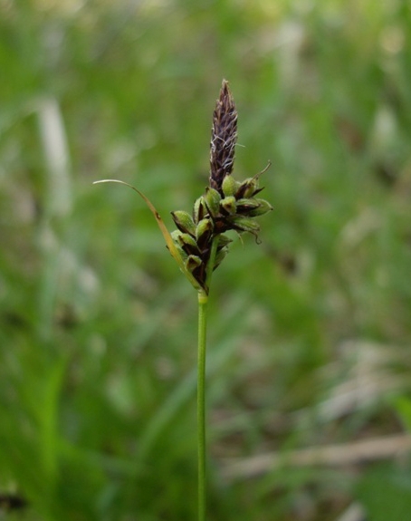 Pflanzenbild gross Berg-Segge - Carex montana