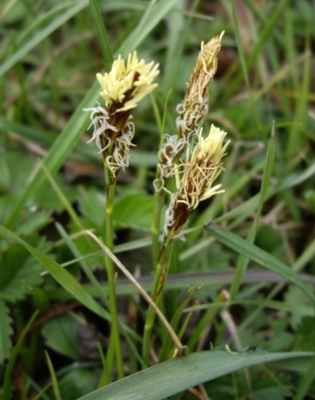 Pflanzenbild gross Frühlings-Segge - Carex caryophyllea