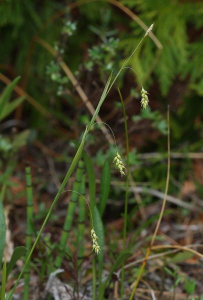 Pflanzenbild gross Haarstielige Segge - Carex capillaris