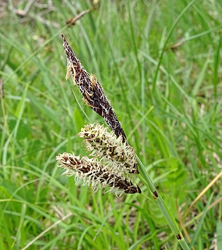 Pflanzenbild gross Schlaffe Segge - Carex flacca