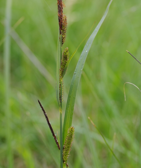 Pflanzenbild gross Scharfkantige Segge - Carex acutiformis