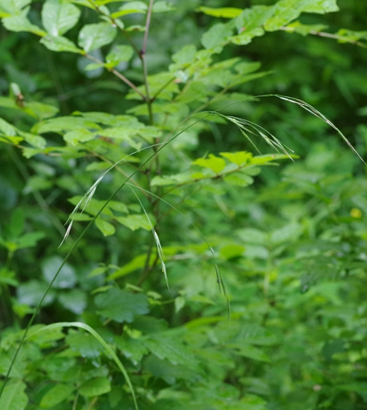 Pflanzenbild gross Benekens Trespe - Bromus benekenii
