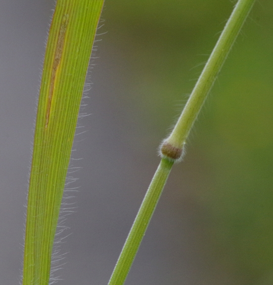 Pflanzenbild gross Gersten-Trespe - Bromus hordeaceus