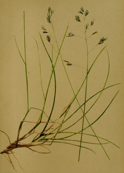 Pflanzenbild gross Schöner Schwingel - Festuca pulchella