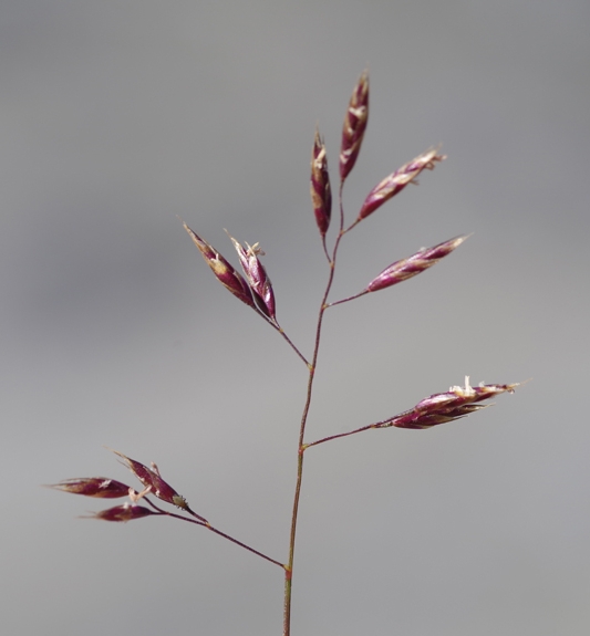 Pflanzenbild gross Niedriger Schwingel - Festuca quadriflora