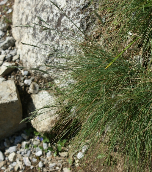 Pflanzenbild gross Schaf-Schwingel - Festuca ovina aggr.