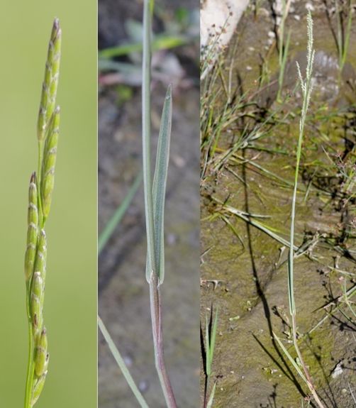 Pflanzenbild gross Faltiges Süssgras - Glyceria notata