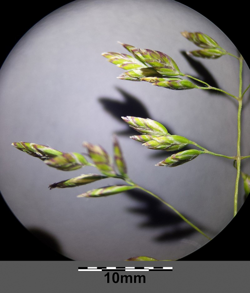 Pflanzenbild gross Gewöhnliches Wiesen-Rispengras - Poa pratensis