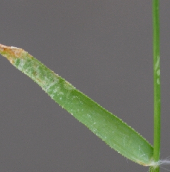 Pflanzenbild gross Kleines Liebesgras - Eragrostis minor