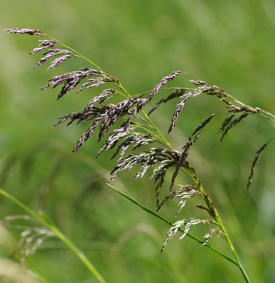 Pflanzenbild gross Rasen-Schmiele - Deschampsia cespitosa