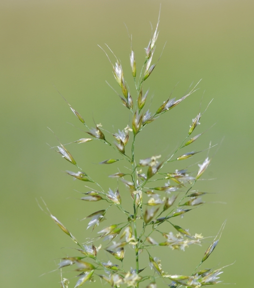 Pflanzenbild gross Wiesen-Goldhafer - Trisetum flavescens