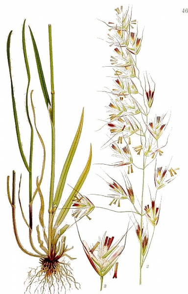 Pflanzenbild gross Flaum-Wiesenhafer - Helictotrichon pubescens