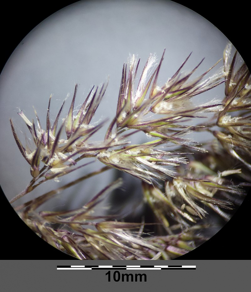 Pflanzenbild gross Land-Reitgras - Calamagrostis epigejos