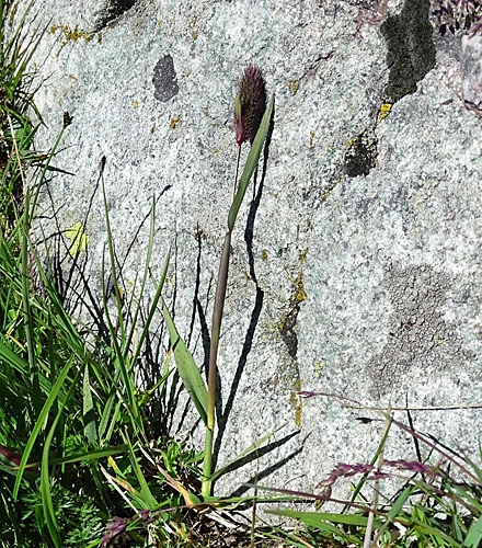 Pflanzenbild gross Alpen-Lieschgras - Phleum alpinum aggr.