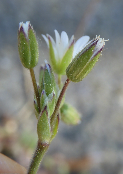 Pflanzenbild gross Gemeines Hornkraut - Cerastium fontanum