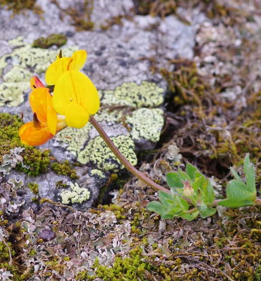 Pflanzenbild gross Alpen-Hornklee - Lotus alpinus