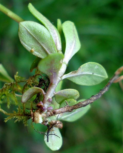 Pflanzenbild gross Sumpf-Kreuzblume - Polygala amarella
