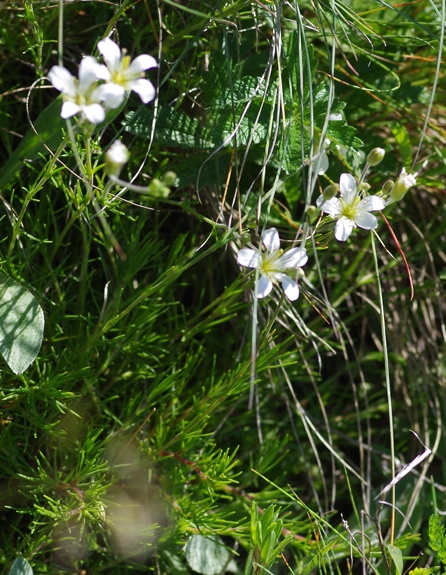 Pflanzenbild gross Lärchenblättrige Miere - Minuartia laricifolia