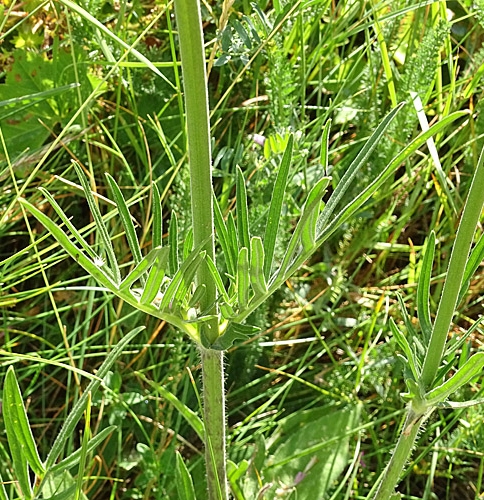 Pflanzenbild gross Purpur-Witwenblume - Knautia purpurea
