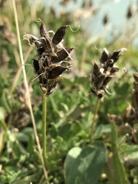 Pflanzenbild gross Tiroler Tragant - Astragalus leontinus