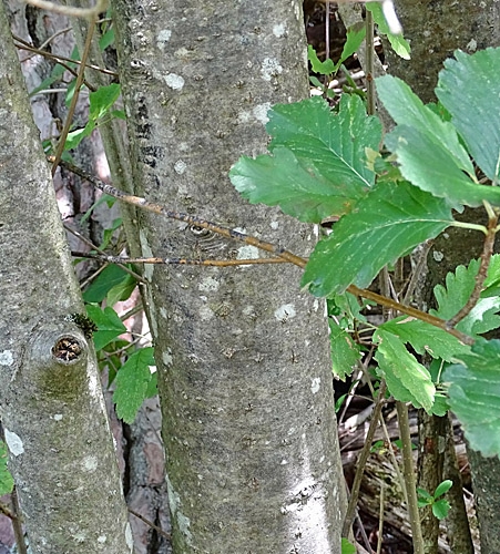 Pflanzenbild gross Berg-Mehlbeerbaum - Sorbus mougeotii