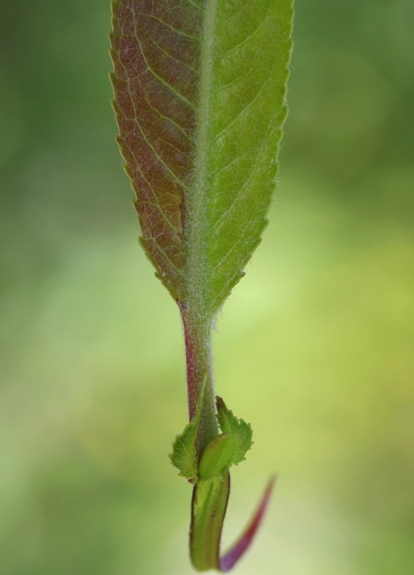 Pflanzenbild gross Reif-Weide - Salix daphnoides